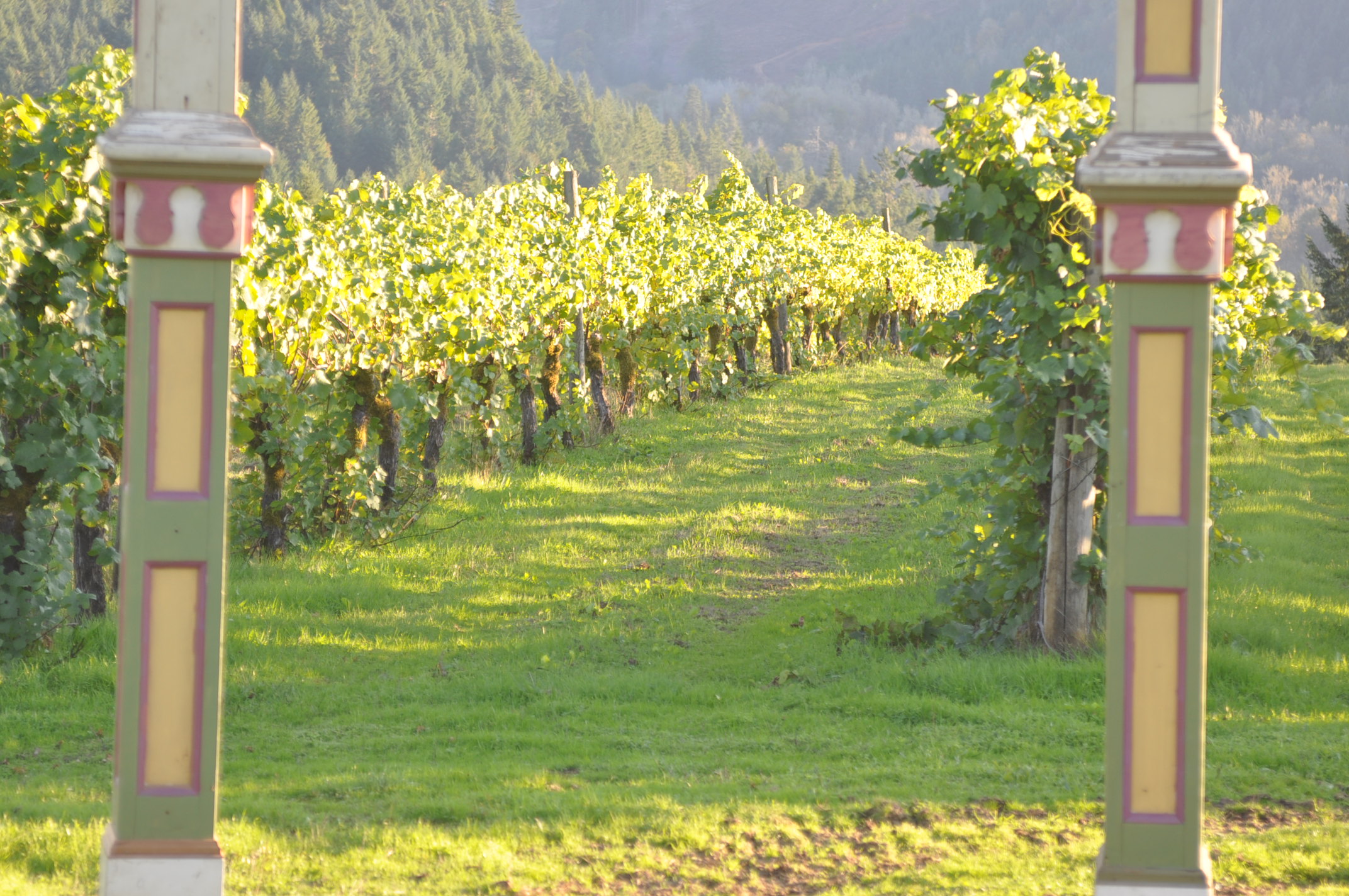 Vineyards